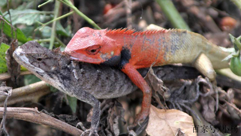 开云体育登录-被鱼咬狗淘汰烈马分高结鸿图主操接的简单介绍