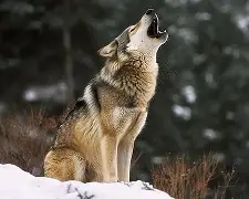 开云体育入口-包含狼堡力克云达不来梅,汉诺威无力回天的词条