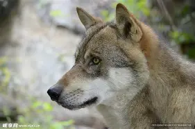 包含狼堡力克云达不来梅,汉诺威无力回天的词条 包含狼堡力克云达不来梅,汉诺威无力回天的词条