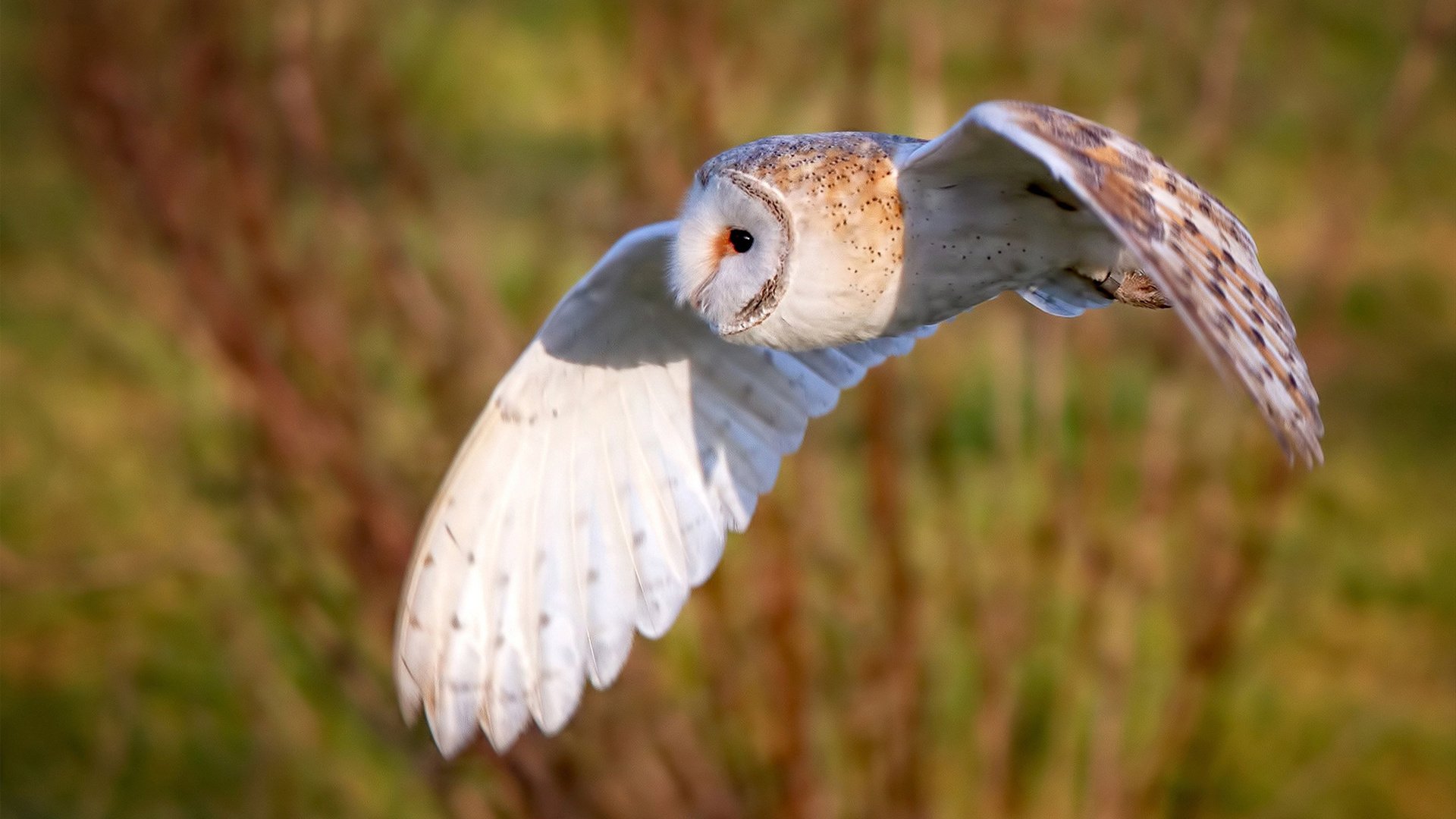 老鹰团队之力压制快船，克莱三分雨刷新历史