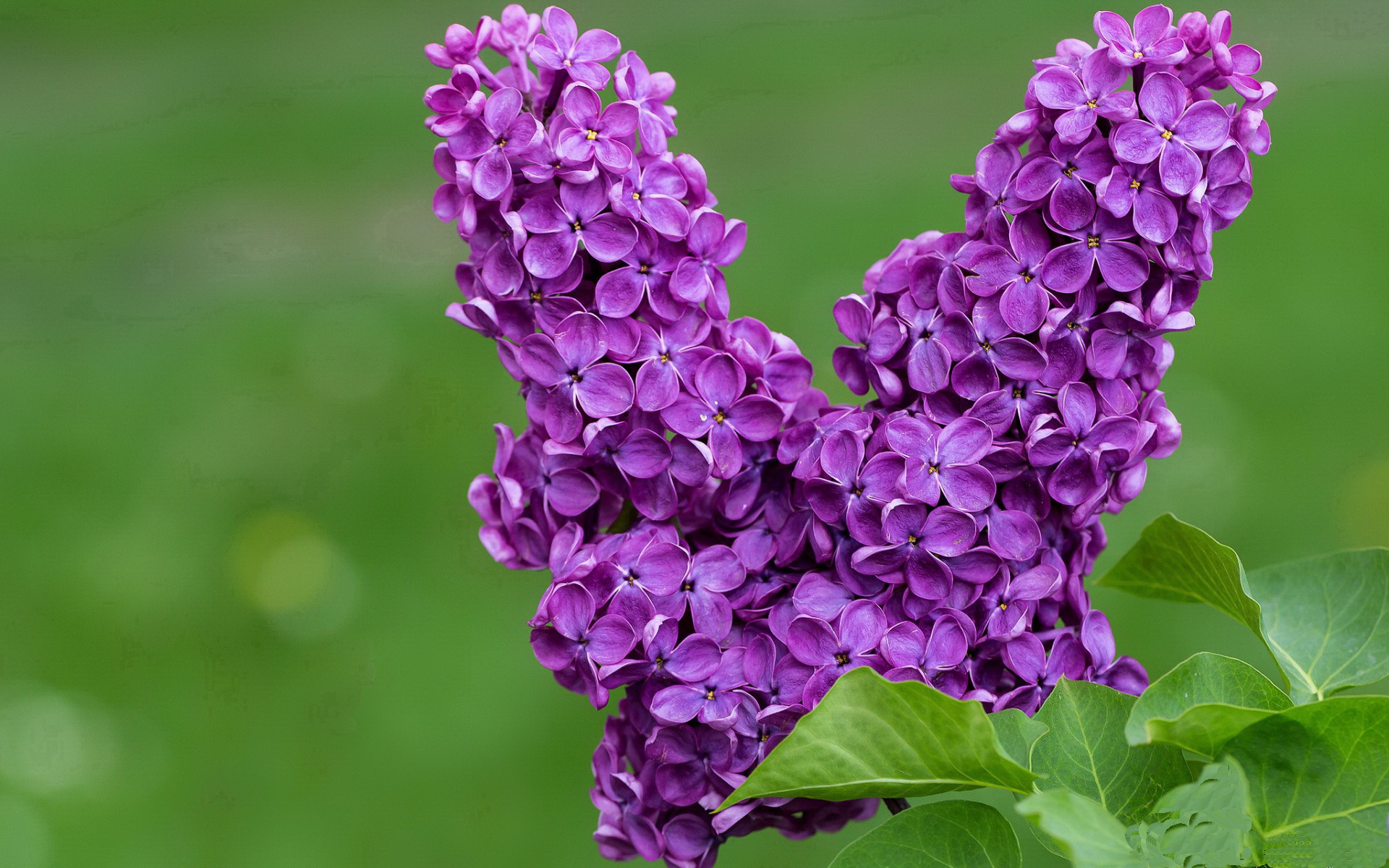 开云下载-当毕尔巴鄂用血性撕碎马赛，劳塔罗正用冷箭为欧冠写下定义