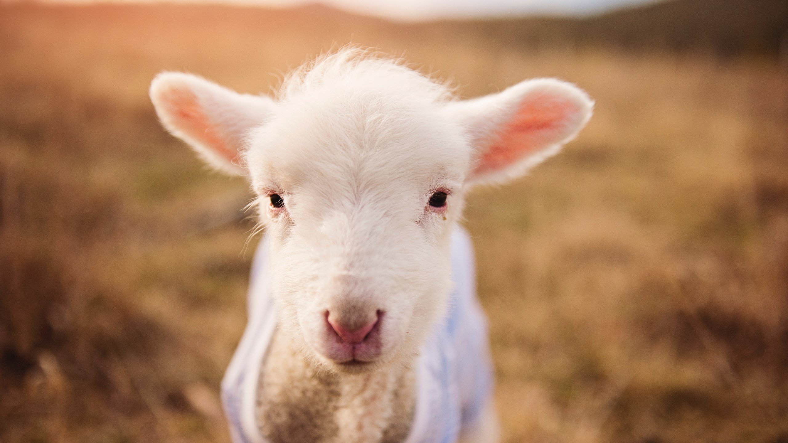 开云APP-执棋者与破局者，足球哲学的双面镜像