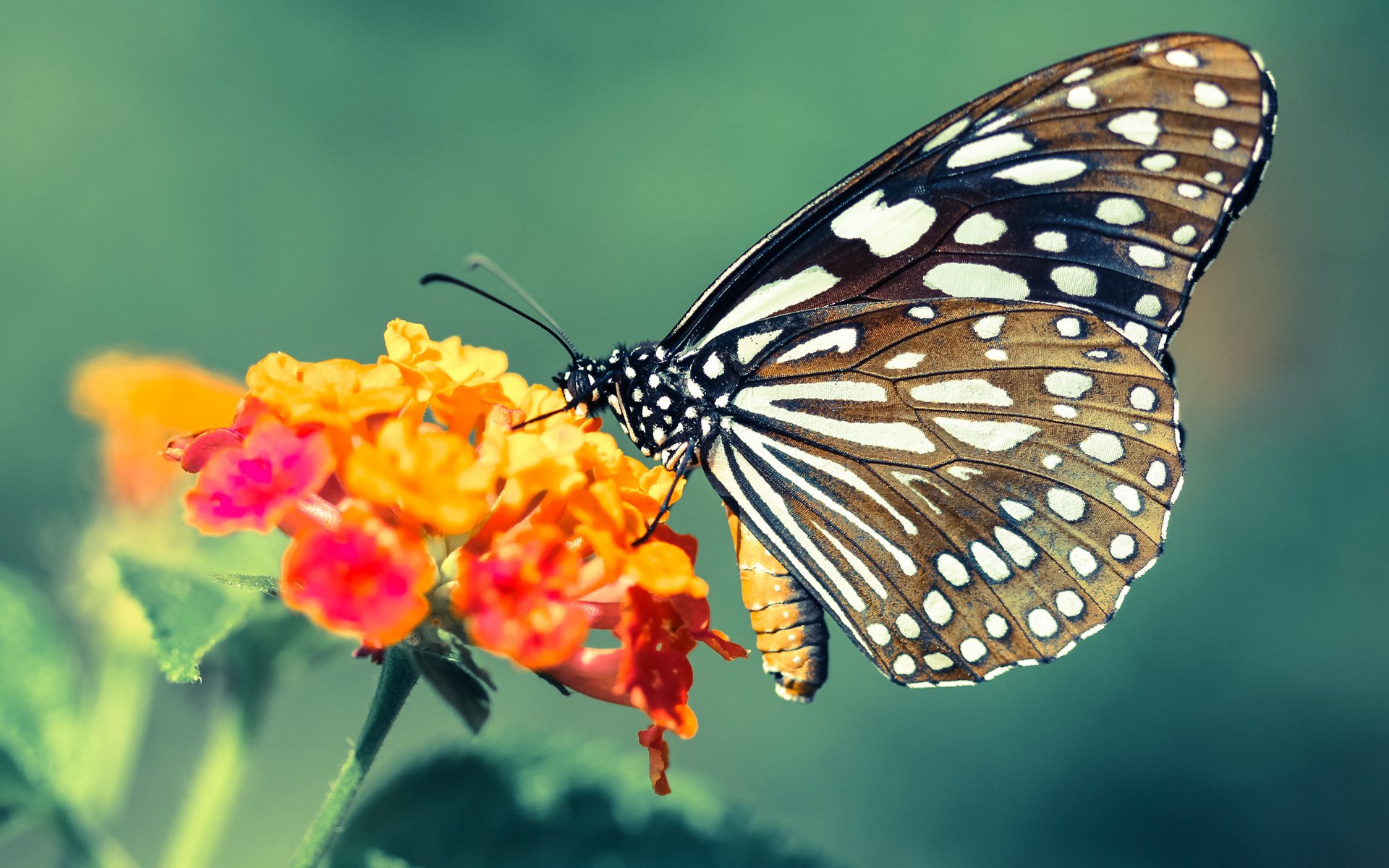 开云体育APP下载-NBA季后赛之夜，赖斯三分雨刷新历史，传奇在尖叫中诞生