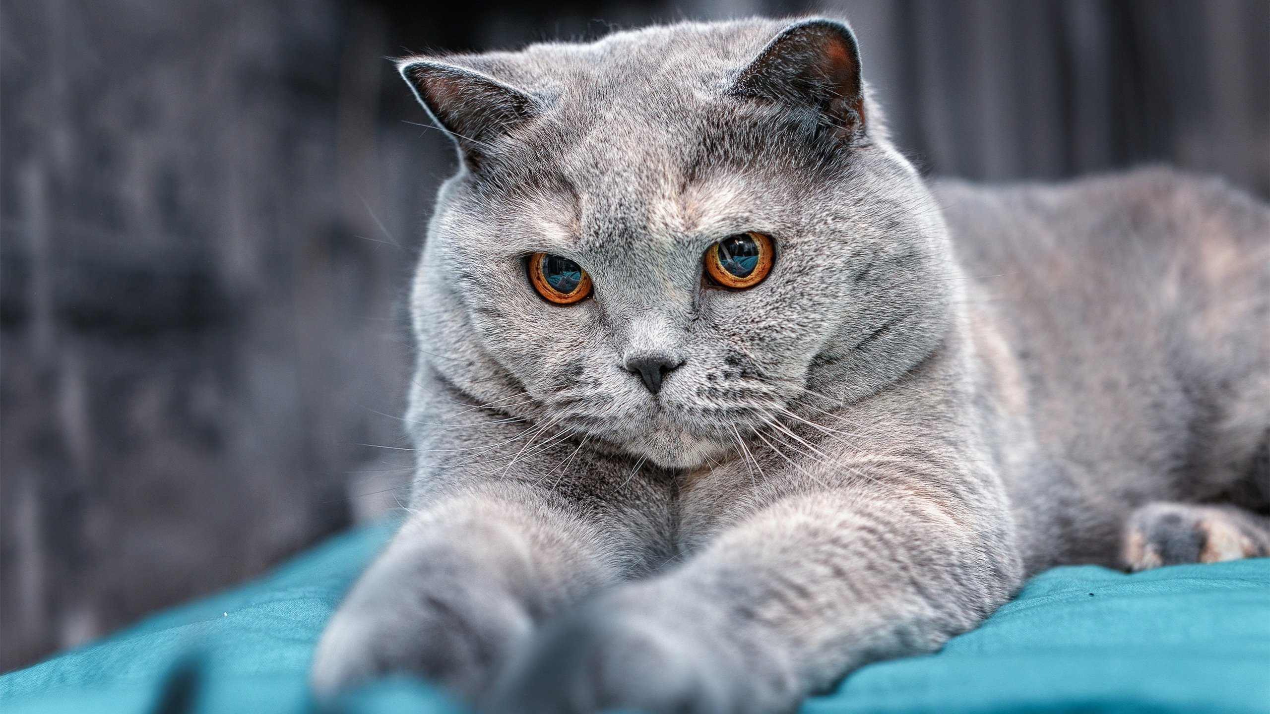 钢索之上，寒刃之下，詹姆斯东决关键战锁死记