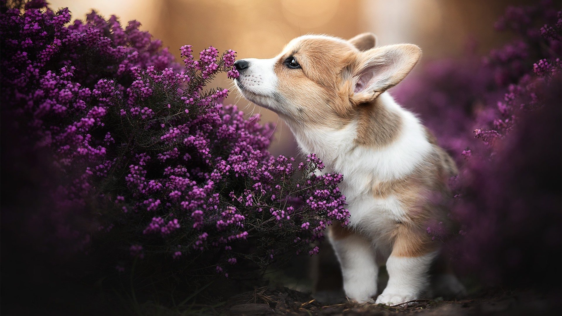 开云体育登录-南美之风与钢铁意志的碰撞，阿尔瓦雷斯，多特蒙德对阵秘鲁的攻防灵魂