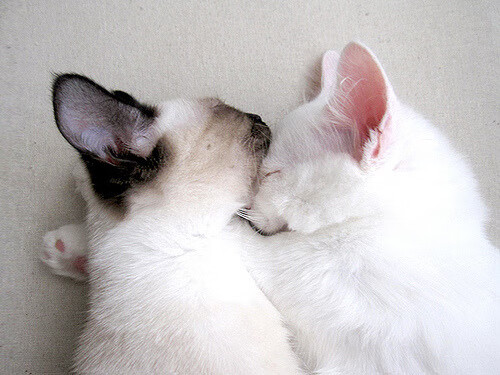 舞台越大越强，从若日尼奥的崛起看美国如何翻盘日本