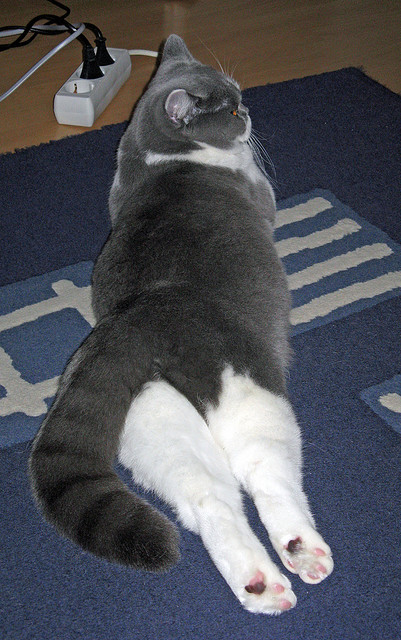 东决关键战,法国与丹麦的绿茵鏖战,欧陆之巅的战术对决