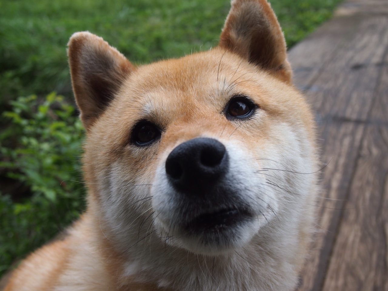 开云体育中国-班凯罗终场前1秒抛投绝杀雷霆，雄鹿惊险止住三连败