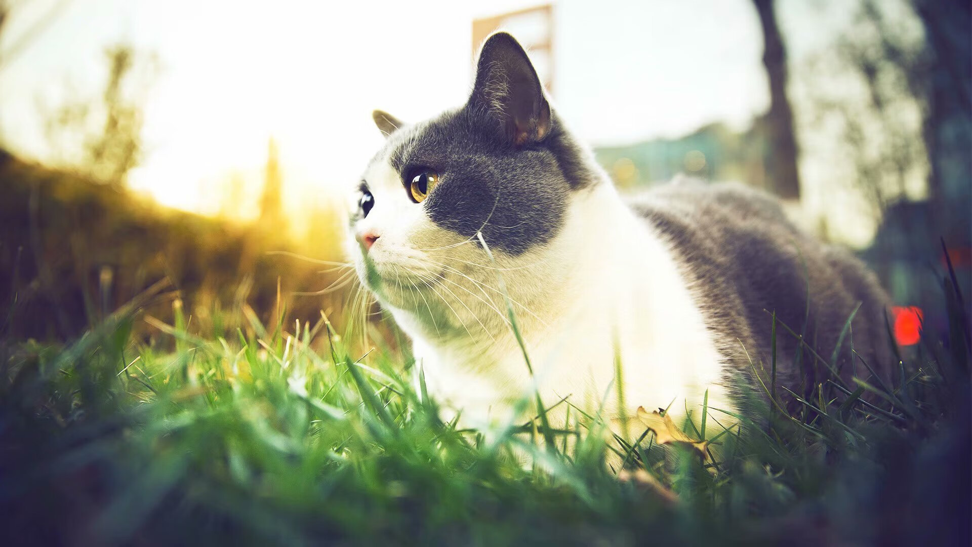 双星闪耀，布伦森证名之战与雷霆的破局之夜