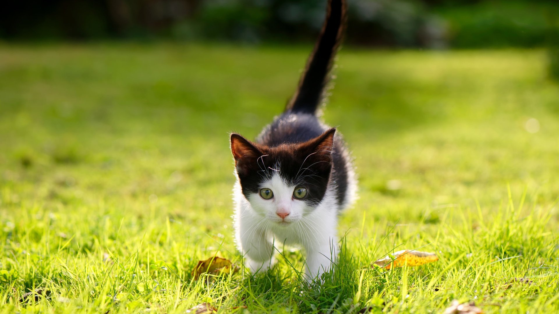 开云下载-北非之刃出鞘难挽狂澜，卡瓦哈尔爆发之夜，丹麦童话提前终结悬念