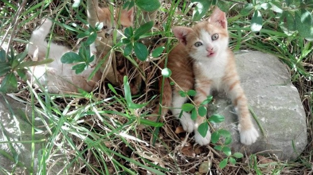开云体育APP下载-布鲁诺点射救赎，冰岛铁血终结尤文欧冠梦