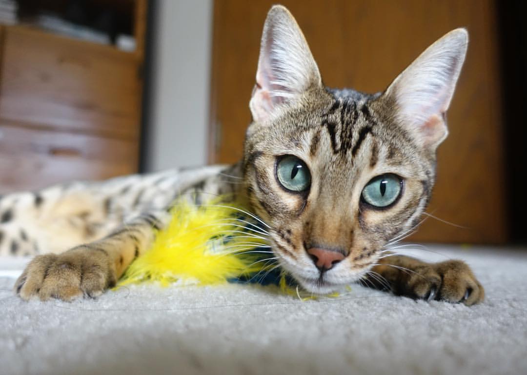 战略博弈与英雄主义,灰熊队以精妙战术全面压制辽宁队,乔治化身大场面先生主宰胜负