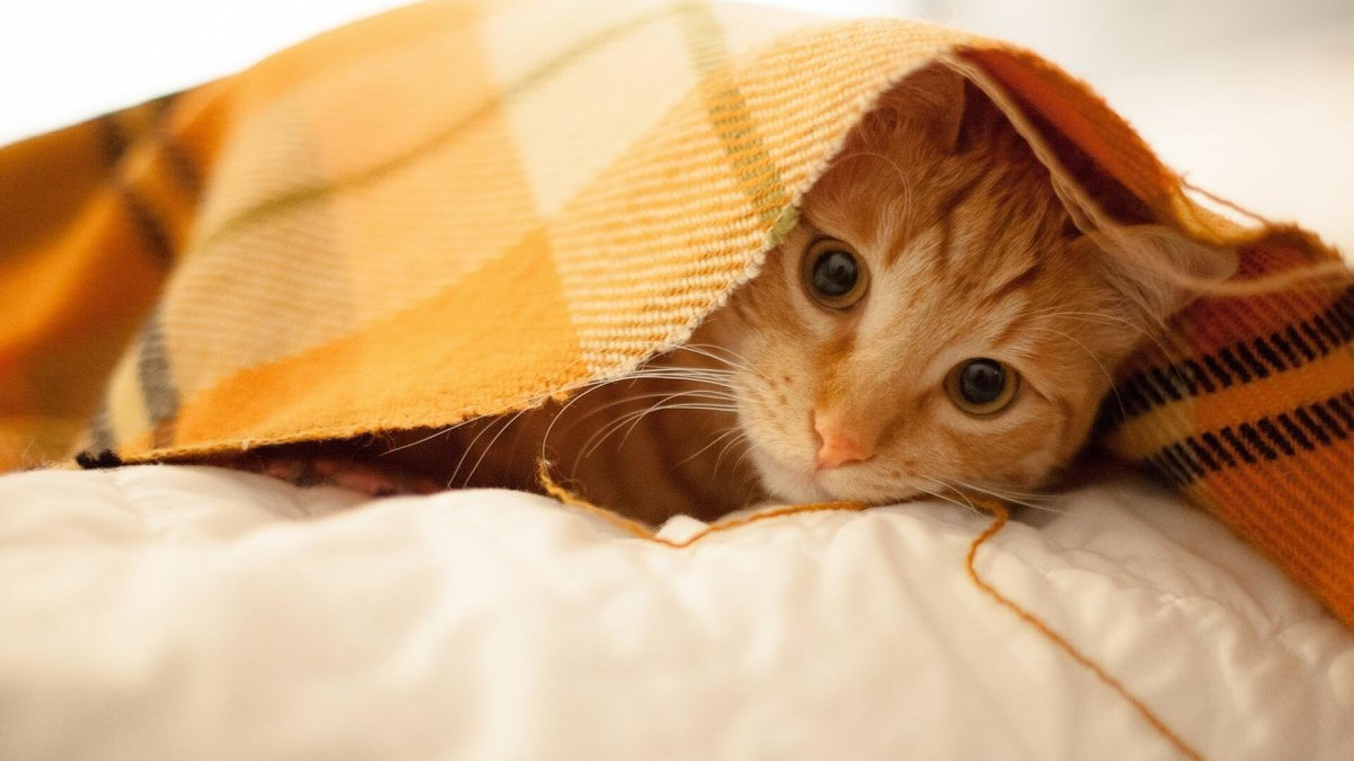 疆域无界,篮坛共辉,新疆队强势晋级,塔图姆美加墨世界杯展统治力