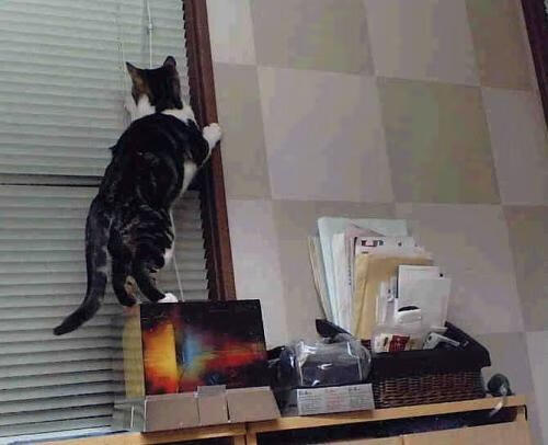 英超争冠焦点战，尼日利亚风暴冲垮土耳其铁壁，冠军悬念再起波澜