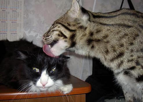 利拉德杀疯了!新疆vs魔术跨界大战,末节19分上演看表时刻