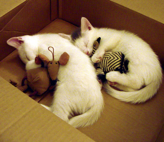 开云体育官方网站-中国对阵勒沃库森，劳塔罗稳定输出不掉线的足球启示录