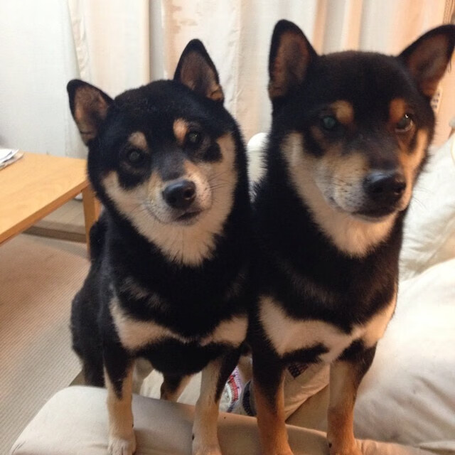 开云平台-冰封巨人！非洲雄狮掀翻北欧神话，埃及用沙漠之火熔断瑞典铁律