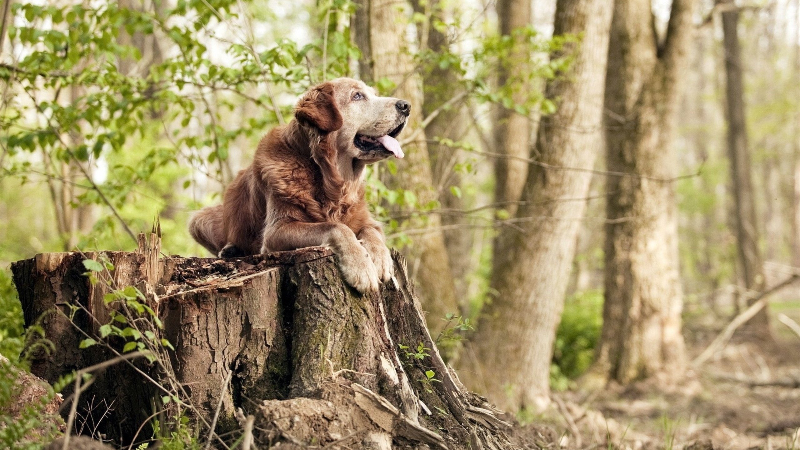 英格拉姆封神之战VS热火铁血封锁,个人英雄主义与团队极致的终极对话